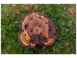 (obrázek pro) Biologický likvidátor pařezů a urychlovač kompostu – KAXL