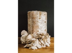 (obrázek pro) Směs pro pěstování Hlíva ústřičná 15kg (Pleurotus ostreatus)