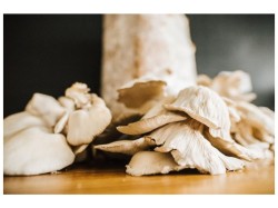 (obrázek pro) Směs pro pěstování Hlíva ústřičná 15kg (Pleurotus ostreatus)