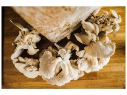 (obrázek pro) Směs pro pěstování Hlíva ústřičná 15kg (Pleurotus ostreatus)