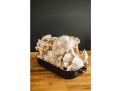 (obrázek pro) Směs pro pěstování Hlíva ústřičná 15kg (Pleurotus ostreatus)