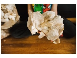 (obrázek pro) Směs pro pěstování Hlíva ústřičná 15kg (Pleurotus ostreatus)