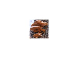 (obrázek pro) Hlíva růžová (Pleurotus djamor) 1kg, sada pro pěstování