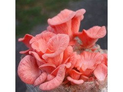 (obrázek pro) Hlíva růžová (Pleurotus djamor) 1l, mycelium na zrně