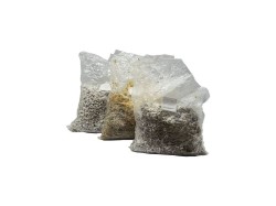 (obrázek pro) Hlíva růžová (Pleurotus djamor) 1l, mycelium na zrně
