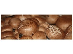 (obrázek pro) Sada pro pěstování Žampion hnědý 3L (Agaricus Bisporus)