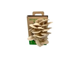 (obrázek pro) Hlíva ústřičná 6l (Pleurotus ostreatus) MUSHROOMS GROW KIT