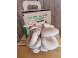 (obrázek pro) Hlíva ústřičná 6l (Pleurotus ostreatus) MUSHROOMS GROW KIT