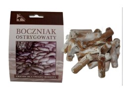 (obrázek pro) Hlíva ústřičná 20ks - podhoubí na kolících (Pleurotus ostreatus)