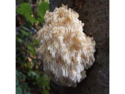 (obrázek pro) Korálovec ježatý (Hericium erinaceus) 20 ks - podhoubí na kolících