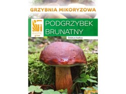 (obrázek pro) Hřib hnědý ( Boletus badius ) mykorhyzní mycelium