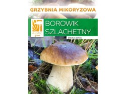 (obrázek pro) Hřib smrkový ( Boletus edulis ) mykorhyzní mycelium