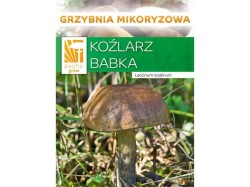 (obrázek pro) Kozák březový ( Leccinum scabrum ) mykorhyzní mycelium