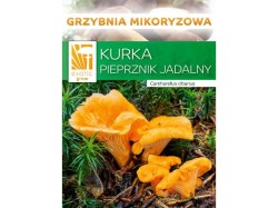 (obrázek pro) Liška obecná ( Cantharellus cibarius ) mykorhyzní mycelium