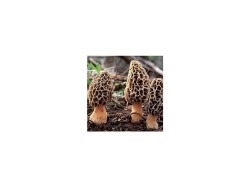 (obrázek pro) Smrž obecný (Morchella esculenta) mycelium 750ml