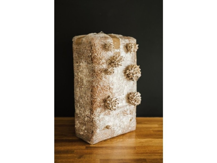 (obrázek pro) Směs pro pěstování Hlíva ústřičná 15kg (Pleurotus ostreatus)