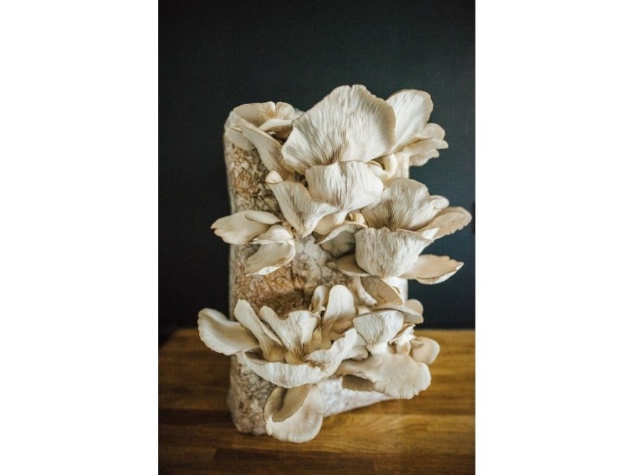 (obrázek pro) Směs pro pěstování Hlíva ústřičná 15kg (Pleurotus ostreatus)