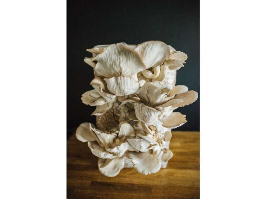 (obrázek pro) Směs pro pěstování Hlíva ústřičná 15kg (Pleurotus ostreatus)