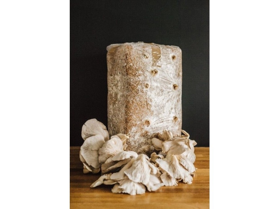 (obrázek pro) Směs pro pěstování Hlíva ústřičná 15kg (Pleurotus ostreatus)