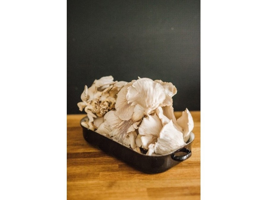 (obrázek pro) Směs pro pěstování Hlíva ústřičná 15kg (Pleurotus ostreatus)