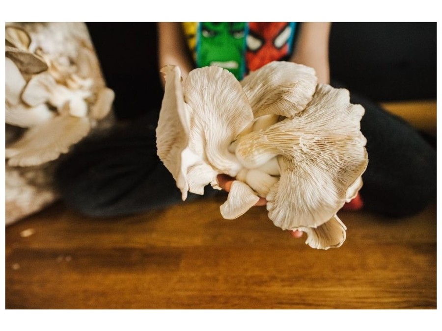 (obrázek pro) Směs pro pěstování Hlíva ústřičná 15kg (Pleurotus ostreatus)