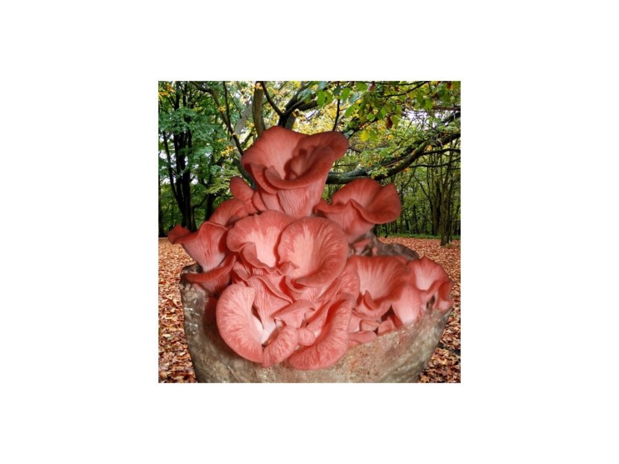(obrázek pro) Hlíva růžová (Pleurotus djamor) 1kg, sada pro pěstování