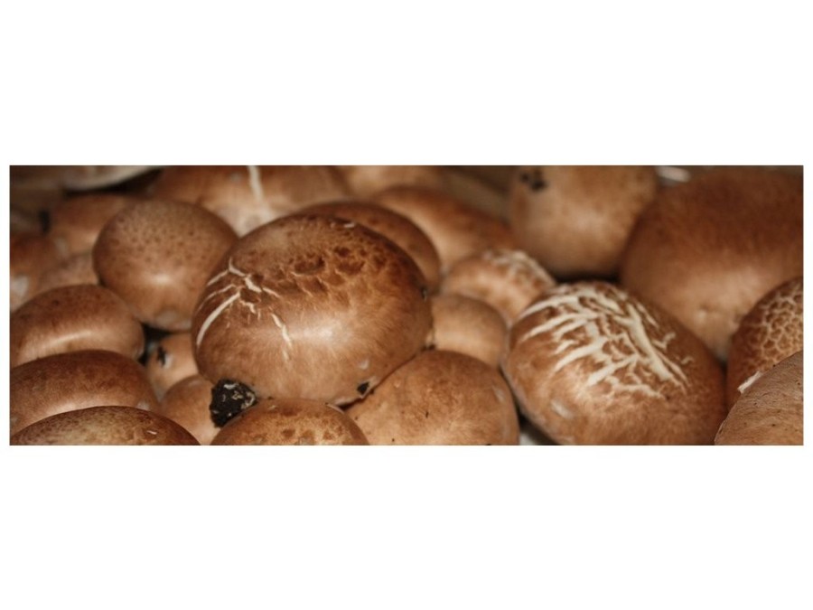 (obrázek pro) Sada pro pěstování Žampion hnědý 3L (Agaricus Bisporus)