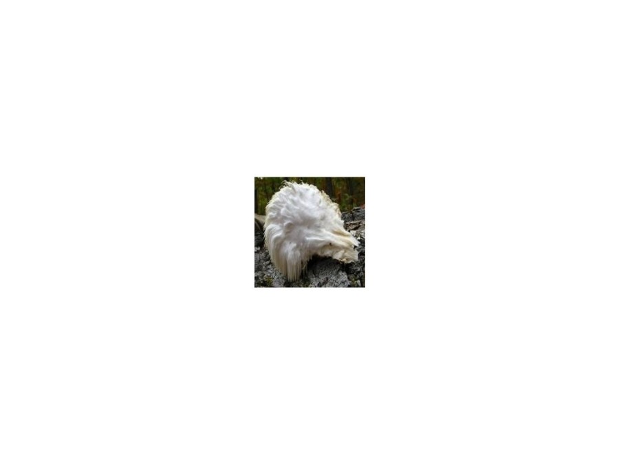 (obrázek pro) Korálovec ježatý (Hericium erinaceus) 20 ks - podhoubí na kolících