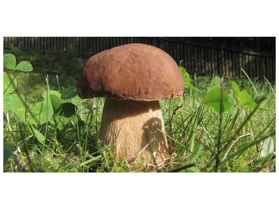 (obrázek pro) Hřib dubový (Boletus reticulatus)- mykorhyzní mycelium