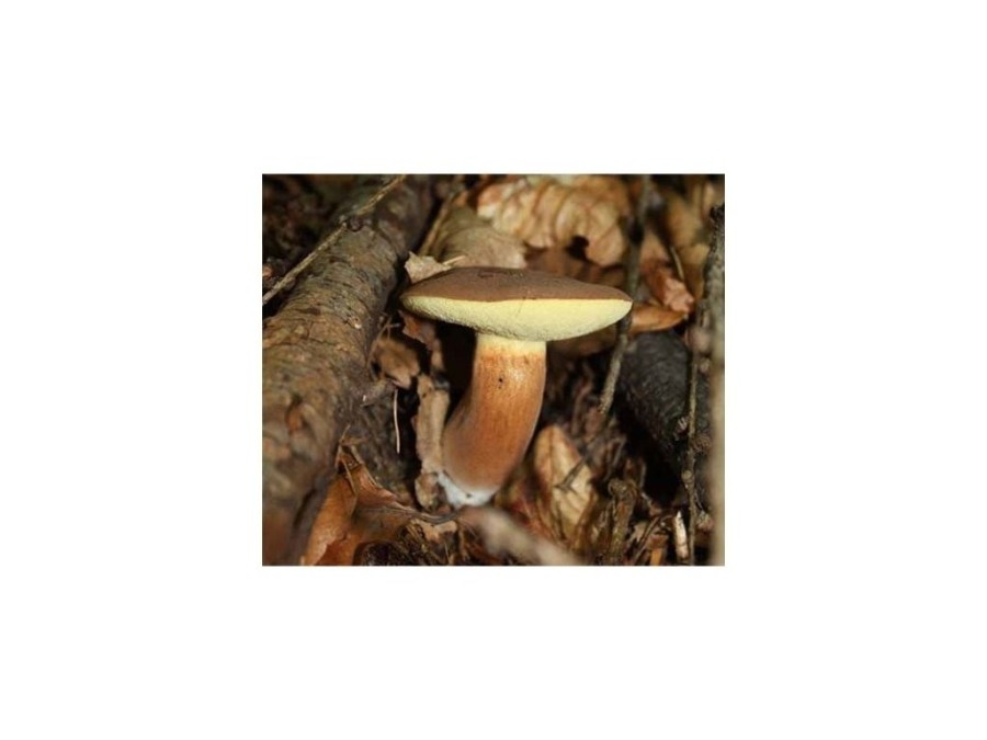 (obrázek pro) Hřib hnědý ( Boletus badius ) mykorhyzní mycelium