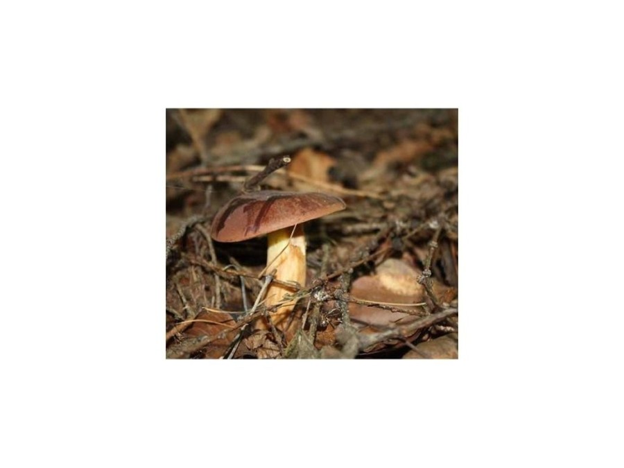 (obrázek pro) Hřib hnědý ( Boletus badius ) mykorhyzní mycelium