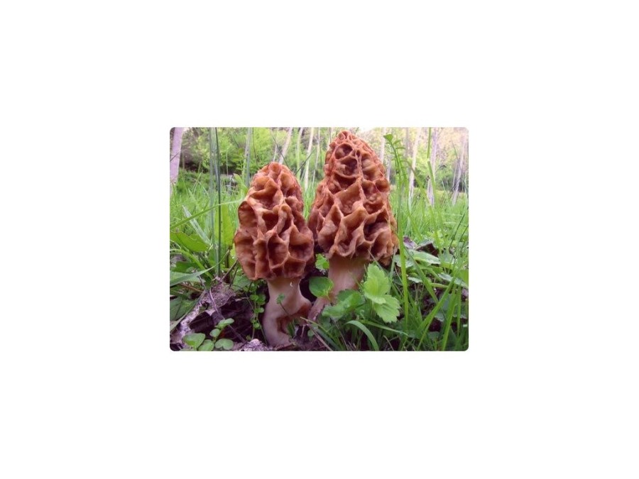 (obrázek pro) Smrž obecný (Morchella esculenta) mycelium 750ml