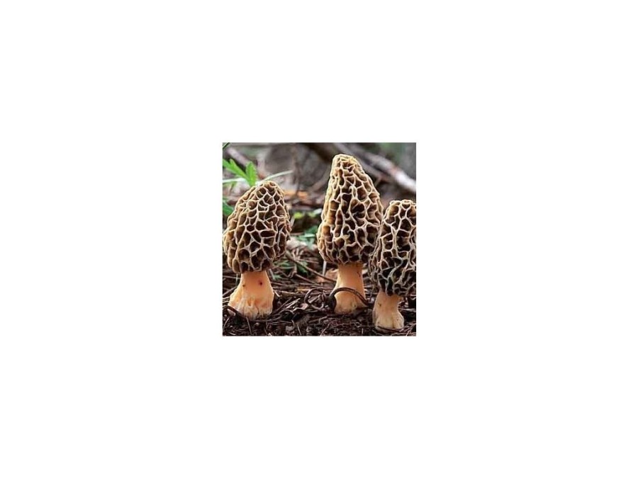 (obrázek pro) Smrž obecný (Morchella esculenta) mycelium 750ml