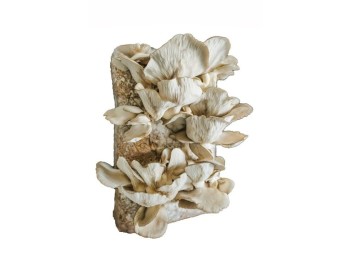 (obrázek pro) Směs pro pěstování Hlíva ústřičná 15kg (Pleurotus ostreatus)